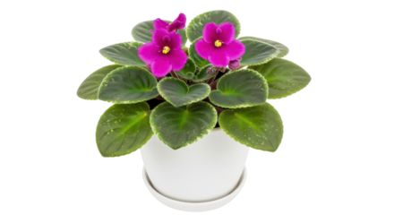 Isolated African Violet in Pot