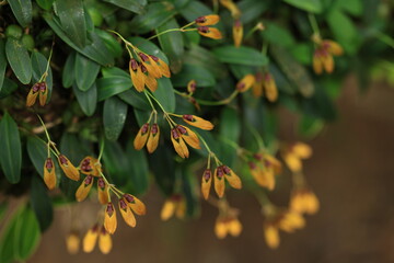 Miniature orchid  Bulbophyllum pumilio full bloom. 
Relying on the bark of trees in the rainforest.
Khao Yai National Park, Thailand