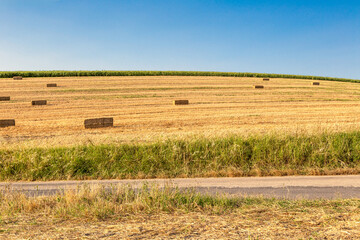 Obraz premium A golden harvest field with hay bales under clear blue sky in the Marche region of Italy. Landscape, farmland, field, no people, rural, countryside, yellow, golden, agriculture, summer, farm, rustic