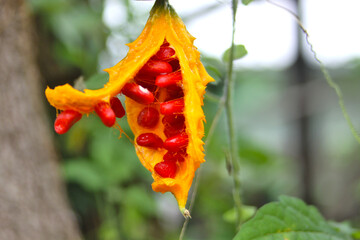 The fruit of the native bitter melon is bright yellow when mature. When the seeds are ripe, they are ready for propagation. Bitter melon pods burst open to reveal bright red seeds.