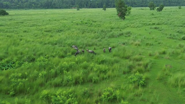 Drone Footage of Buffalo Grazing in Green Fields  Peaceful Terai Landscape of Nepal