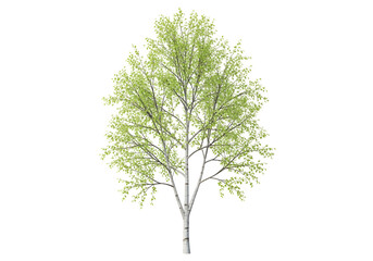 Obraz premium A full shot of a birch tree with vibrant spring foliage against a dark background.