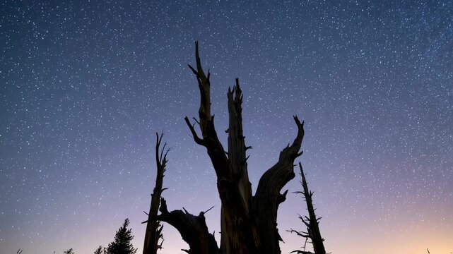 Ancient Bristlecone Pine Silhouette Under a Breathtaking Rotating Starry Night Sky Timelapse