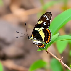 Beautiful Indian spot swordtail Butterfly, Shot In India