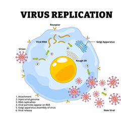 Virus Replication Cycle Diagram with Labeled Stages. From Entry to Release. Biology Healthcare educational poster. Labeled Virion, Receptor, Viral RNA Replication, Golgi Apparatus, Inject Viral Genome