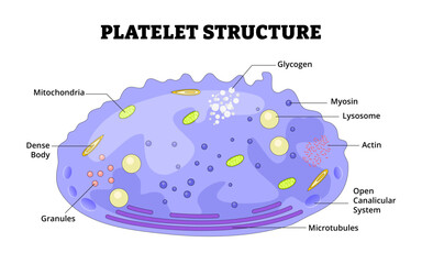 Platelets structure thrombocytes anatomy diagram. Biology educational poster. Labeled mitochondria, dense body, granules, glycogen, myosin, lysosome, actin, canalicular system, microtubules.