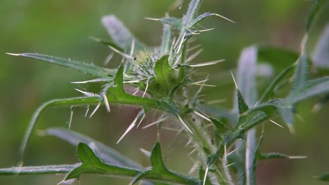 Macro. Green thistle (Cirsium): sharp thorns as a concept of protection, pain, resilience, and a natural defense mechanism.
