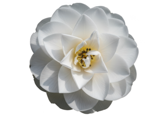 Delicate white camellia flower with intricate petals isolated on transparent background