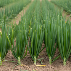 Fototapeta premium A row of fresh, whole green cabbages is shown against a white background.