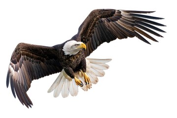 Obraz premium Flying bird animal eagle.