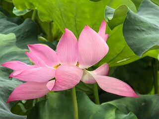 pink lotus flower
