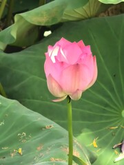 pink lotus flower
