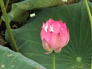 pink lotus flower
