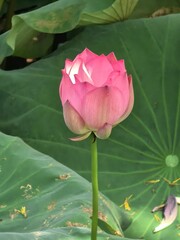 pink lotus flower
