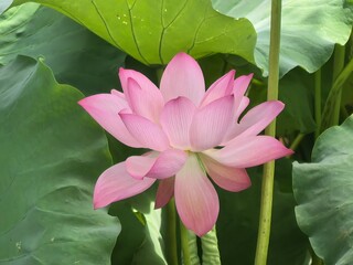 pink lotus flower
