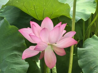 pink lotus flower
