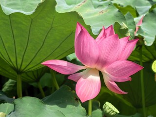 pink lotus flower
