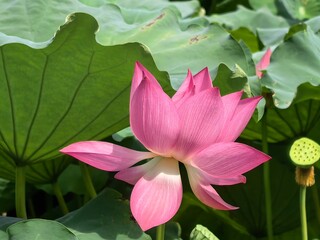 pink lotus flower

