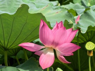 pink lotus flower
