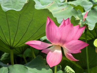 pink lotus flower
