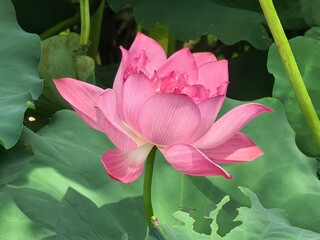 pink lotus flower
