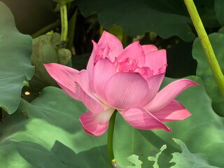 pink lotus flower
