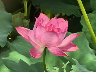 pink lotus flower
