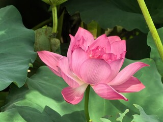 pink lotus flower
