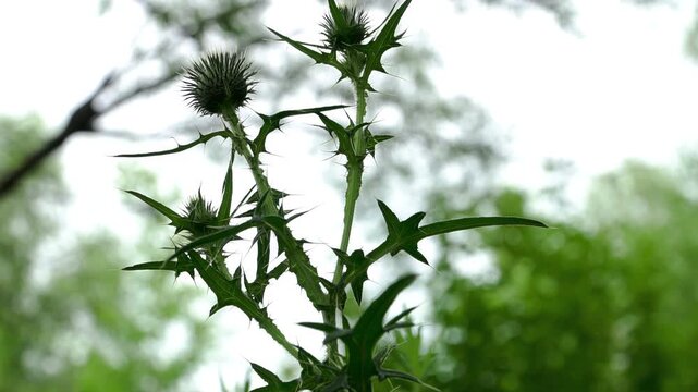 Thistle stem (Cirsium): dense sharp spines on the stem and leaves. Structure of invasive plant species.
