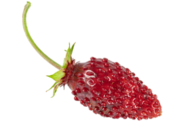 red wild strawberry fruit, image without background