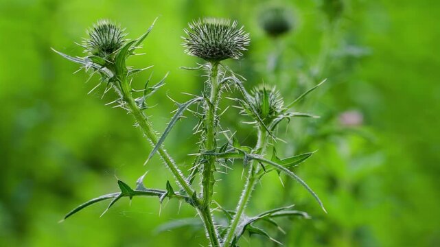 Thistle morphology (Cirsium): thorny stem and leaves as an example of defensive adaptation and invasive plant species structure.