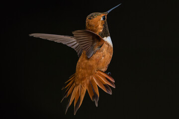Rufous Hummingbird (Selasphorus rufus) Photo, in Flight Over a Dark Background