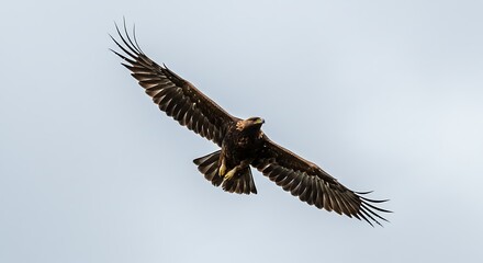 Obraz premium Majestic Eagle Soaring Through a Cloudy Sky.