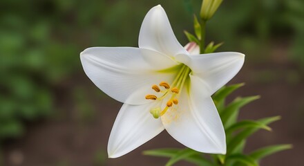 Obraz premium Close-up of a Stargazer Lily in Garden Setting.