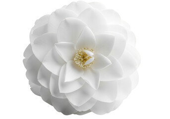 A delicate white camellia flower with a yellow center isolated on transparent background