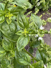 Garden bed with green spicy basil bushes. Purple leaves. Spices. Blooming. Background. Close up. Terraced bed, raised garden. healthy food.