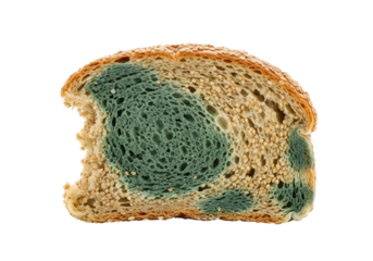 Close-up of a slice of bread with visible mold, showcasing the texture and discoloration of the affected area.