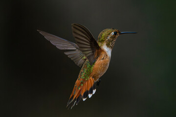 Fototapeta premium Rufous Hummingbird (Selasphorus rufus) Photo, in Flight Over a Dark Background
