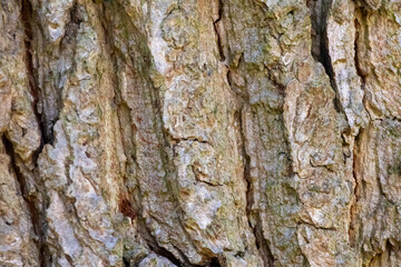 Close up tree bark texture as a wooden background