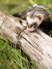 A small ferret is peeking over a log