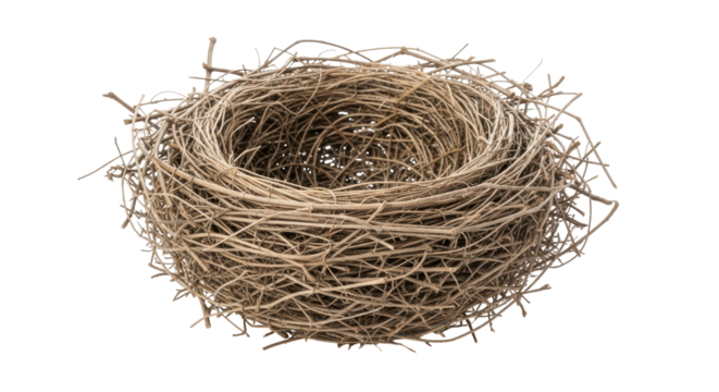 Isolated Empty Bird Nest