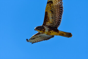 Une splendide buse variable en vol.