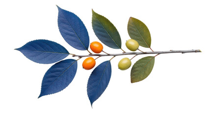 Isolated Branch with Berries
