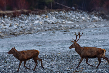 Deux cerfs élaphes, l'un a perdu ses cornes et l'autre pas encore.
