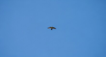 Bird soars freely through a clear blue sky symbolizing freedom and open spaces