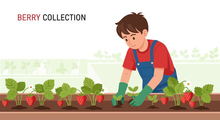 Young Gardener Planting Strawberry Plants with Fresh Strawberries in the Garden