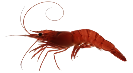 Isolated Red Shrimp