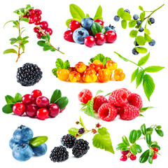 Set of different ripe wild berries with leaves on white background.