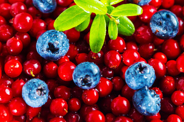 Ripe shiny lingonberries and blueberries with leaves. Healthy eating concept.