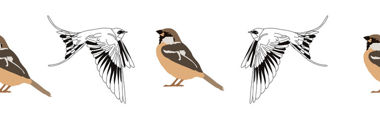 Border icon border. Bird feather silhouette symbol. Bird border isolated on white background	
